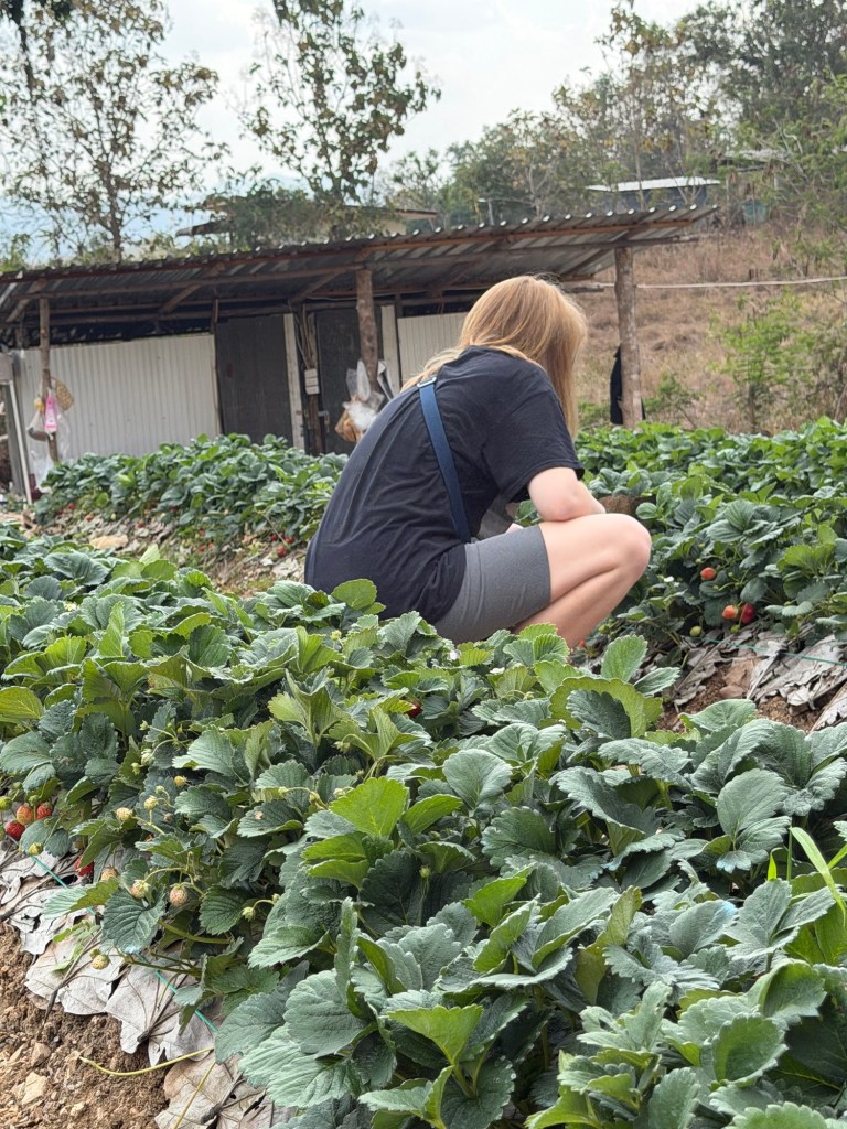 Fresh strawberries picked at a local farm near Chiang Mai Thailand
