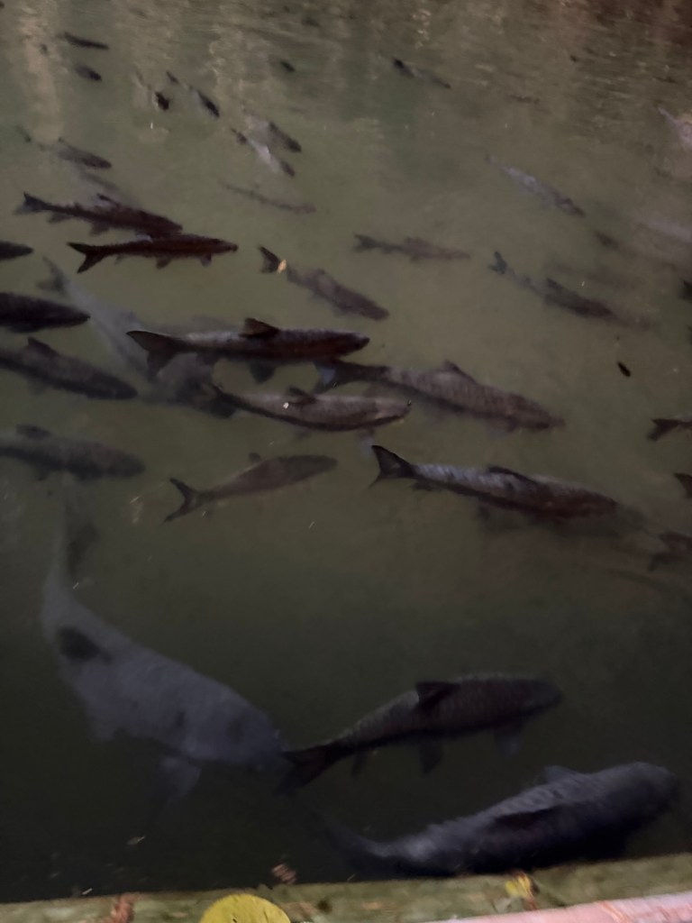 Large fish swimming in the underground river beneath bamboo rafts inside Tham Lod Cave in Thailand.
