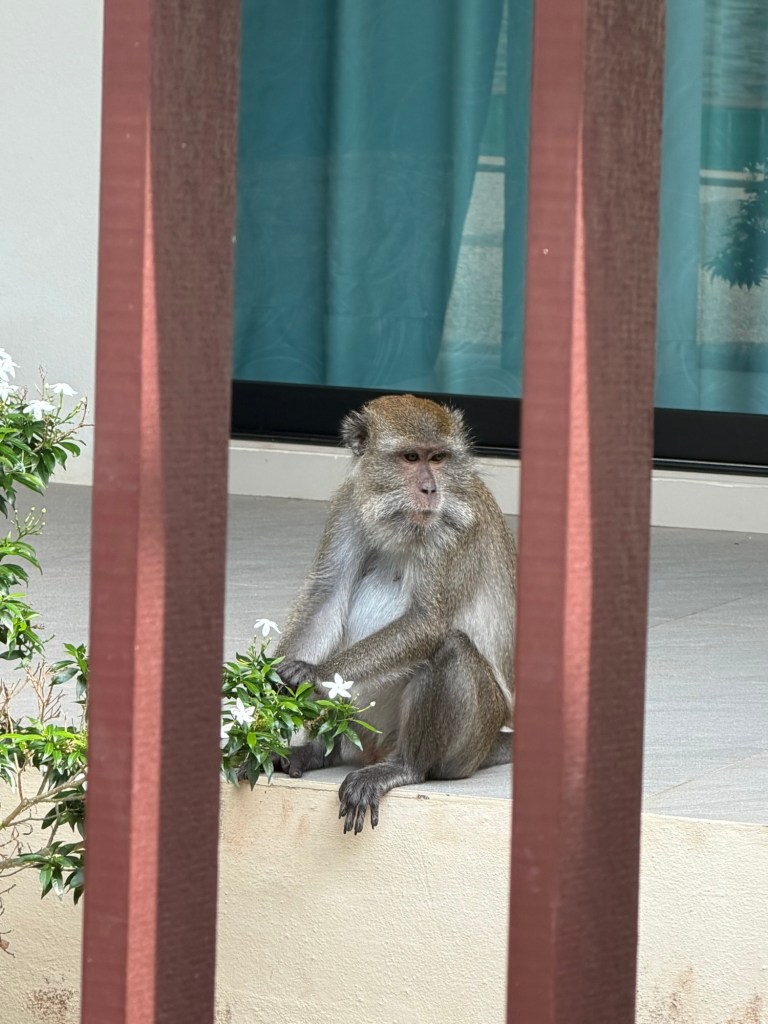 Monkey sitting near an apartment building in Koh Lanta, Thailand during a long-term family stay on the island.
