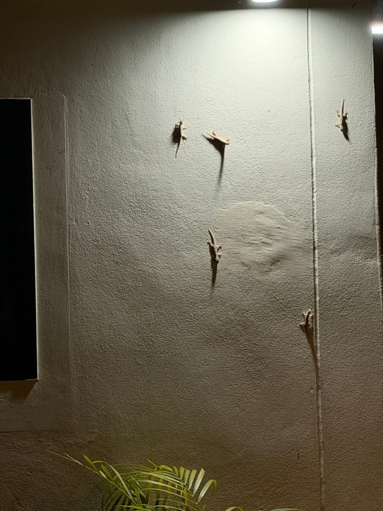 Several geckos hunting insects on the outside wall of an apartment in Koh Lanta at night.